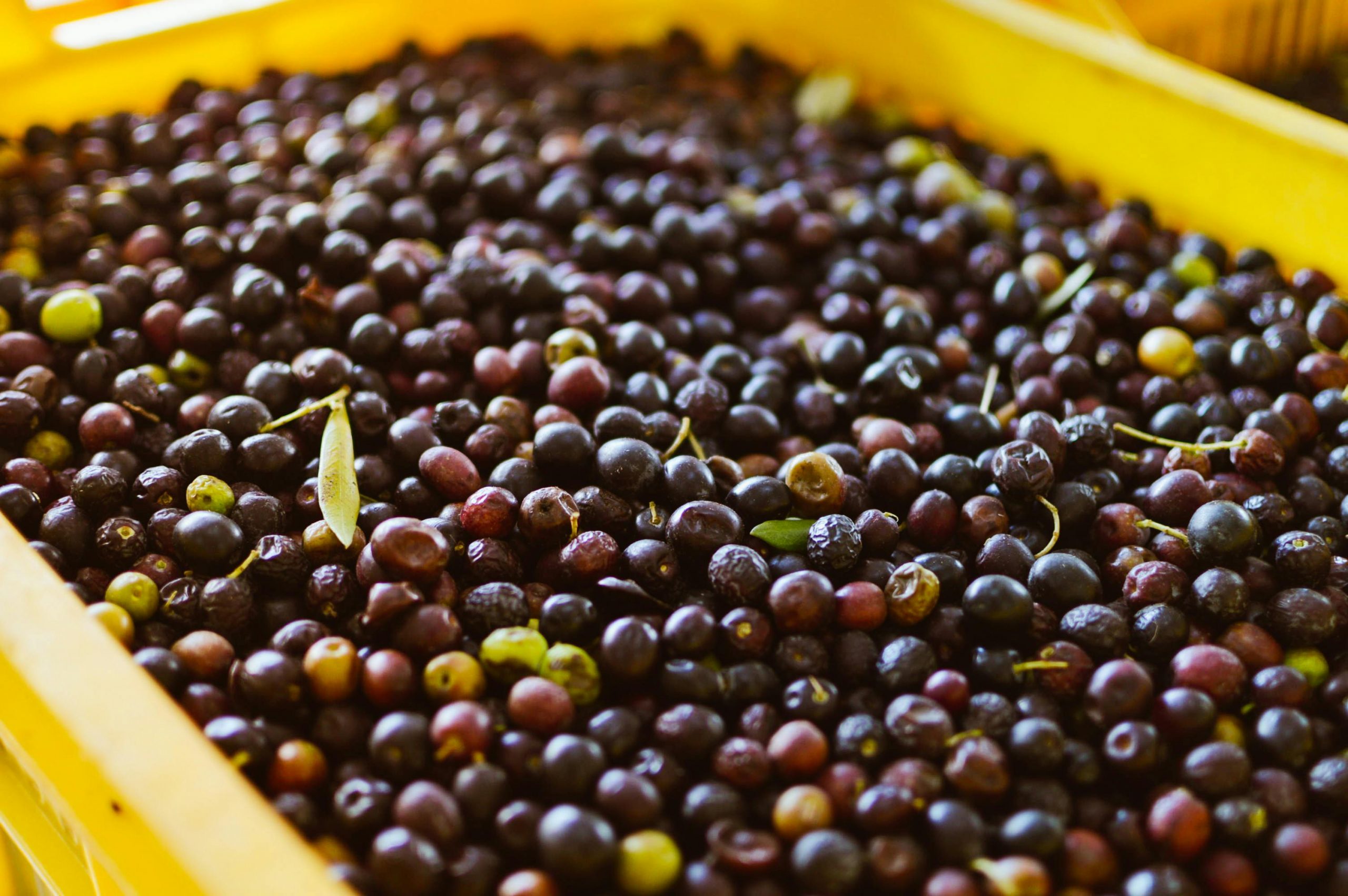 Close-up of freshly harvested black olives in a yellow bin, ready for processing.